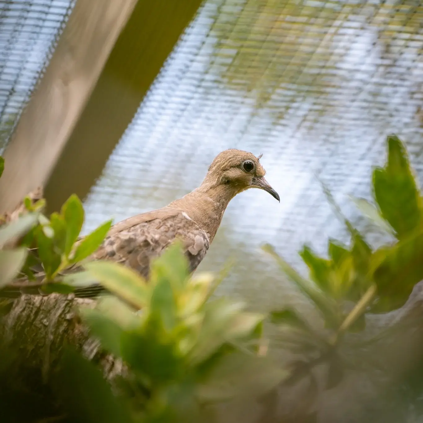 Florida Keys Wild Bird Centre